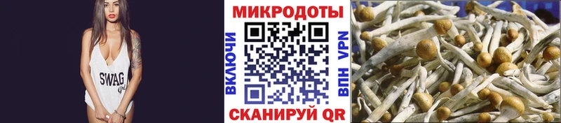 наркота  Судак  Галлюциногенные грибы Psilocybe 